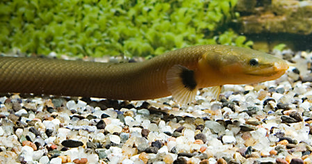 Wimpelaal (ERPETOICHTHYS CALABARICUS L)