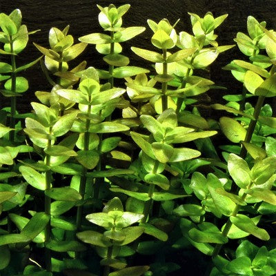Bacopa caroliniana in pot @