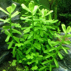 Bacopa crenata (monnieri) in pot @