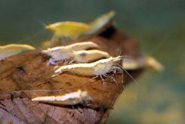 Yellow Fire Garnaal (NEOCARIDINA DAVIDI YELLOW FIRE M)