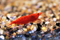 Red Fire Garnaal (NEOCARIDINA DAVIDI RED FIRE M)