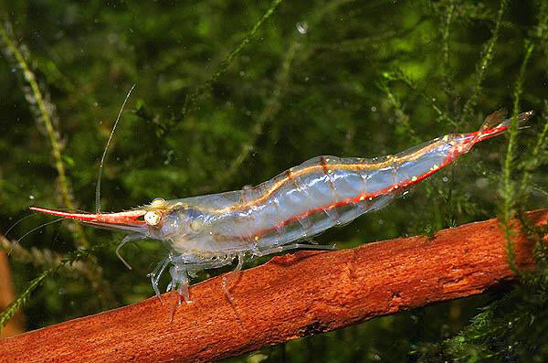 Neushoorngarnaal (CARIDINA GRACILIROSTRIS M)