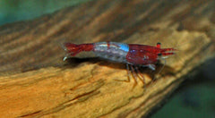 Red Rili Garnaal (NEOCARIDINA DAVIDI RED RILI M)