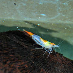 Orange Rili Garnaal (NEOCARIDINA DAVIDI ORANGE RILI M)