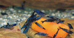 Blue Rili Garnaal (NEOCARIDINA DAVIDI BLUE RILI M)