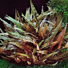 Cryptocoryne wendtii brown in pot @