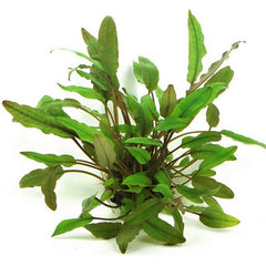 Cryptocoryne beckettii in pot @