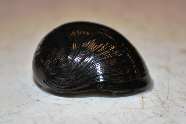 Zwarte Helmslak (NERITINA PULLIGERA M)