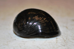 Zwarte Helmslak (NERITINA PULLIGERA M)