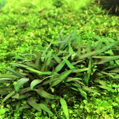 Cryptocoryne lucens in pot #