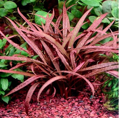 Cryptocoryne pink panther in pot @