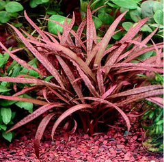 Cryptocoryne pink panther in pot @