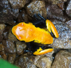 Oranjerug Gifkikker (ADELPHOBATES GALACTONOTUS ORANGE L)
