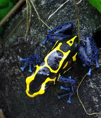 Schildersgifkikker (DENDROBATES TINCTORIUS "NOMINAAT" L)