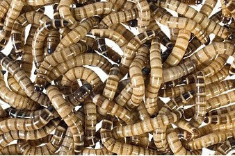 Morio Worm (ZOPHOBAS MORIO (KG))