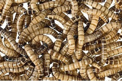 Morio Worm (ZOPHOBAS MORIO (KG))