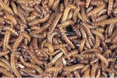Buffaloworm (ALPHITOBIUS LAEVIGATUS (LITER))