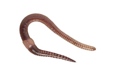 Dendrobaena Vissersworm (15 Stuks) (DENDROBAENA VENETA / WORMEN (15 PCS))