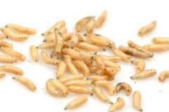 Maden  (Liter) (MADEN CALLIPHORA LARVAE (LITER))