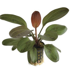 Echinodorus hadi red pearl in pot