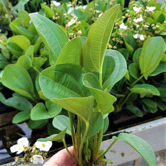 Echinodorus harbich in pot