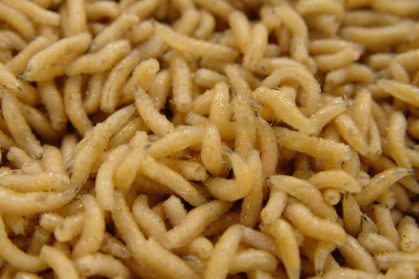 Pinky's Maden  (50Cc) (LUCILLIA CAESER LARVAE (50CC))