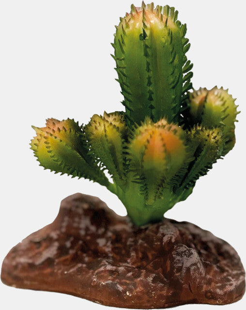 REPTO PLANT CACTUS