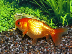 Sluier Ranchu Rood (CAR. AUR. RANCHU RED 5/6)