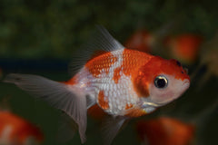 Sluier Pearlscale Rood/Wit (CAR. AUR. PEARLSCALE RED/WHITE 5/6)