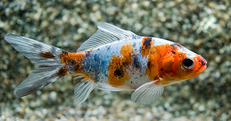 Goudvis Shubunkin (CAR. AURATUS SHUBUNKIN 7/10)