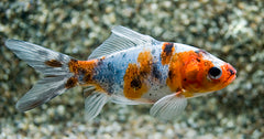 Goudvis Shubunkin (CAR. AURATUS SHUBUNKIN 7/10)