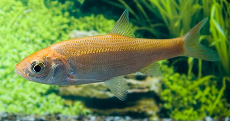 Goudwinde (LEUCISCUS IDUS MELANOTUS 16/20)