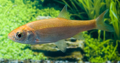 Goudwinde (LEUCISCUS IDUS MELANOTUS 16/20)