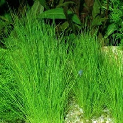 Eleocharis acicularis in pot
