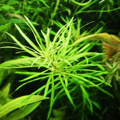 Eustralis stellata in pot