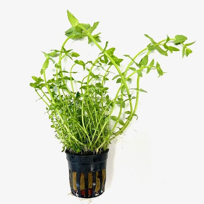 Gratiola viscidula in pot