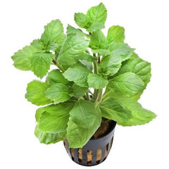 Hygrophila triflora in pot