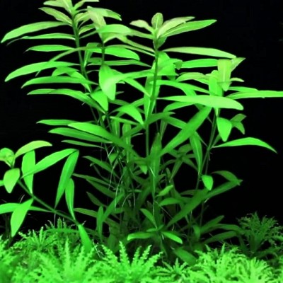 Hygrophila polysperma in pot @