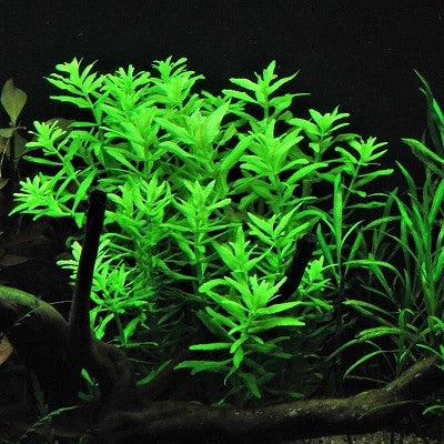 Limnophila aromatica green in pot