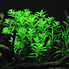 Limnophila aromatica green in pot