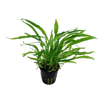 Microsorum narrow leaf in pot @