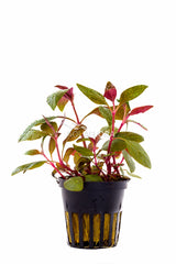 Alternanthera Reineckii 'Lilacina' - Pe (Alternanthera reineckii 'Lilacina' - PE)