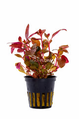 Alternanthera Reineckii - Pe (Alternanthera reineckii - PE)