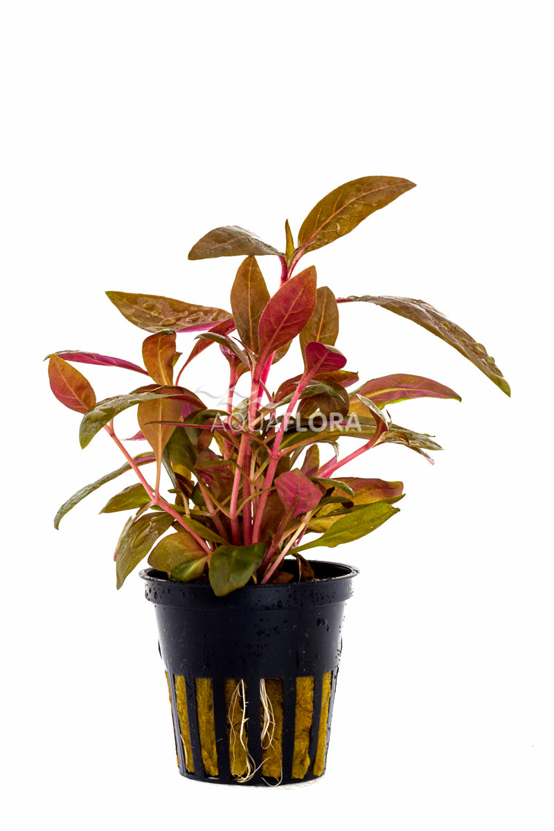 Alternanthera Reineckii 'Rosaefolia' - Pe (Alternanthera reineckii 'Rosaefolia' - PE)