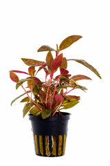 Alternanthera Reineckii 'Rosaefolia' - Pe (Alternanthera reineckii 'Rosaefolia' - PE)
