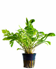 Armoracia Aquatica - Pe (Armoracia aquatica - PE)