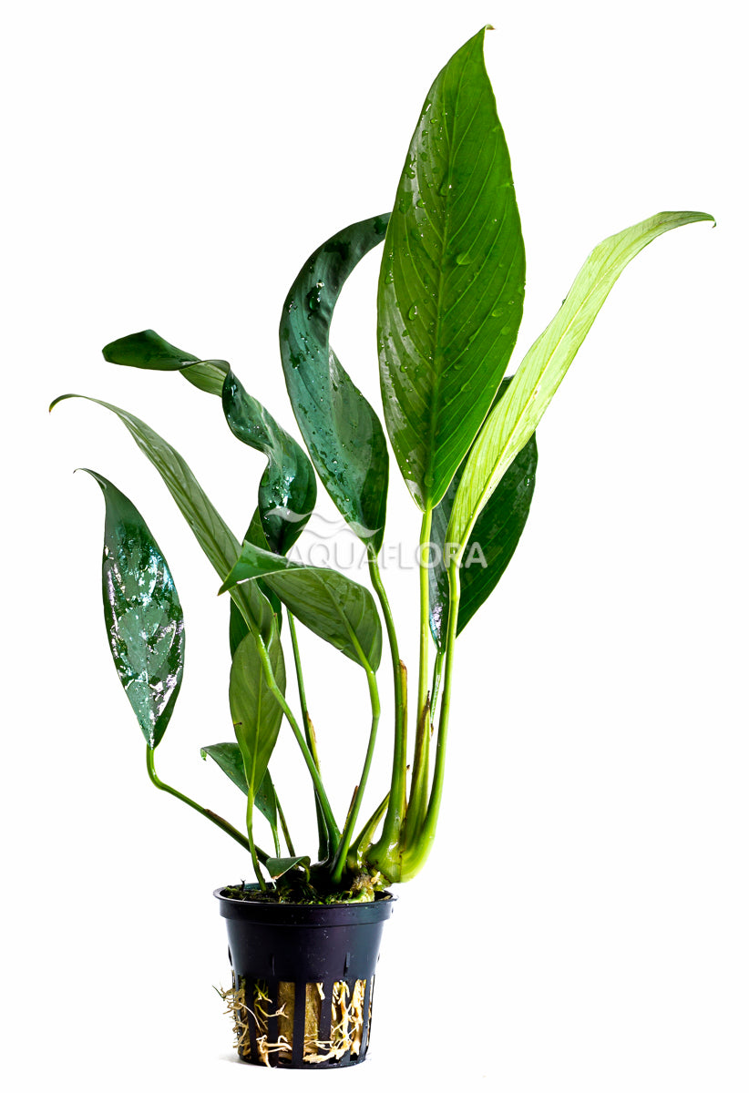 Anubias Afzelii - Pe (Anubias afzelii - PE)