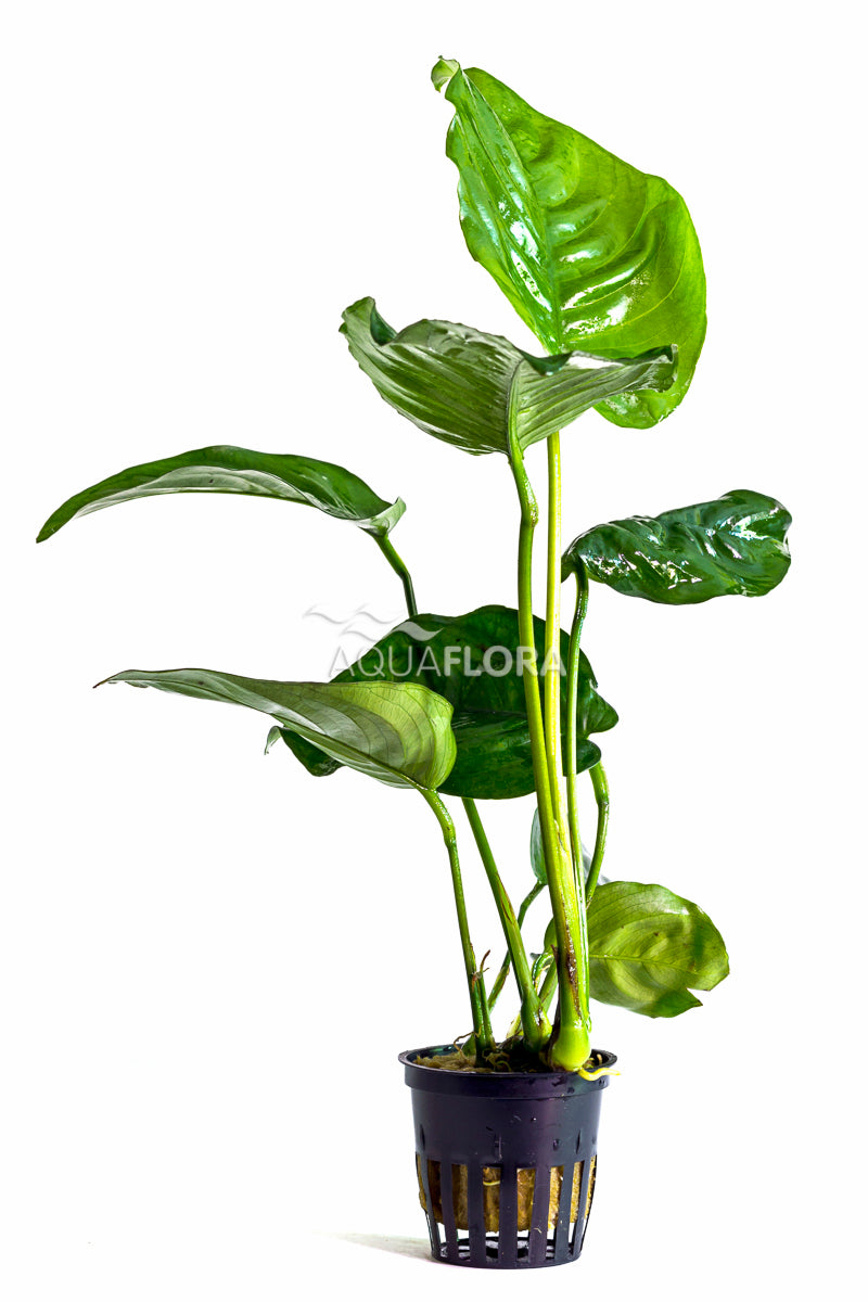 Anubias Barteri - Pe (Anubias barteri - PE)