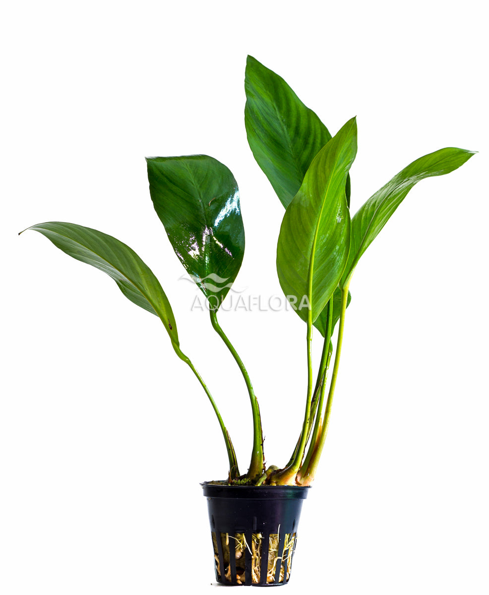 Anubias Congensis - Pe (Anubias congensis - PE)