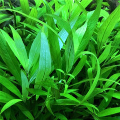 Nomaphila siamensis in pot